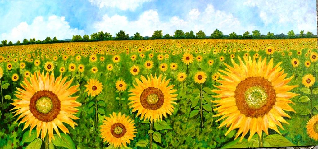 campo de girassis - sunflower